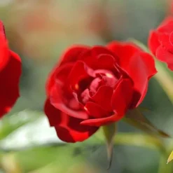 Rose 'Red Fairy' (Polyantha) -Garden Central Sales Store ROSE T59381 C h