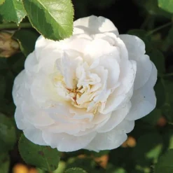 Rose 'Easy Elegance Snowdrift' (Shrub Rose) -Garden Central Sales Store ROSE T59387 B h