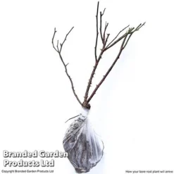 Rose 'Ebb Tide' -Garden Central Sales Store ROSE T71416 C