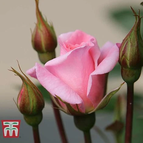 Rose 'Star Performer' (Climbing Rose) 3 Rose 'Star Performer' (Climbing Rose) - Image 3