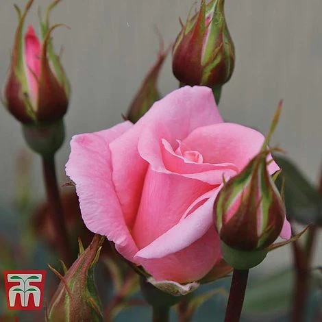 Rose 'Star Performer' (Climbing Rose) 4 Rose 'Star Performer' (Climbing Rose) - Image 4