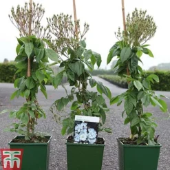 Rose 'Bobbie James' (Rambling Rose) -Garden Central Sales Store ROSE TKA3470 A