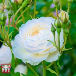 Rose 'Scented Double White'