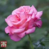 Rose 'Breeder's Choice Pink' (Hybrid Tea Rose)
