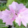 Malva Moschata 'Rosea'