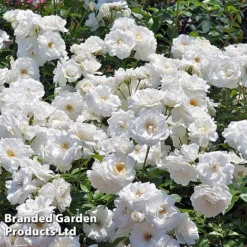 Rose 'Climbing Iceberg' (Climbing) -Garden Central Sales Store ROSE CLIMBICEB W45539