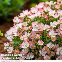 Rose 'Cutie Pie' -Garden Central Sales Store ROSE CUTIEPIE S29131