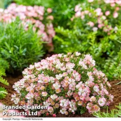 Rose 'Cutie Pie' -Garden Central Sales Store ROSE CUTIEPIE S29133