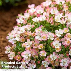 Rose 'Cutie Pie' -Garden Central Sales Store ROSE CUTIEPIE S29134