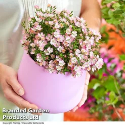 Rose 'Cutie Pie' -Garden Central Sales Store ROSE CUTIEPIE S29135