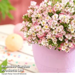 Rose 'Cutie Pie' -Garden Central Sales Store ROSE CUTIEPIE S29138