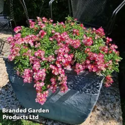 Rose 'Cutie Pie' -Garden Central Sales Store ROSE CUTIEPIE S29139