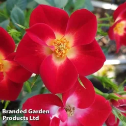 Rose 'Everglow Ruby' (Shrub) -Garden Central Sales Store ROSE EVERGLRUB H41240