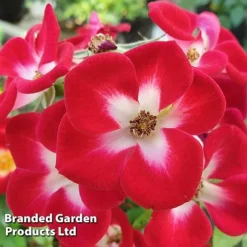 Rose 'Everglow Ruby' (Shrub) -Garden Central Sales Store ROSE EVERGLRUB H41241