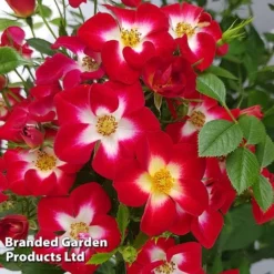 Rose 'Everglow Ruby' (Shrub) -Garden Central Sales Store ROSE EVERGLRUB H41243