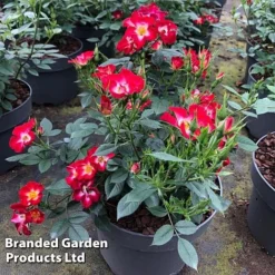 Rose 'Everglow Ruby' (Shrub) -Garden Central Sales Store ROSE EVERGLRUB H41245