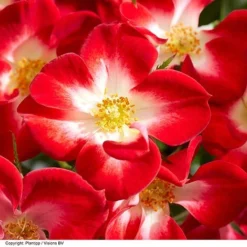 Rose 'Everglow Ruby' (Shrub) -Garden Central Sales Store ROSE EVERGLRUB H41249