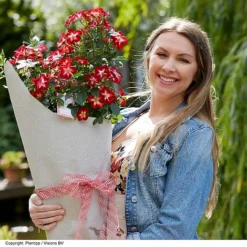 Rose 'Everglow Ruby' (Shrub) -Garden Central Sales Store ROSE EVERGLRUB H41251