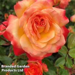 Rose 'Meteor' (Floribunda Rose) -Garden Central Sales Store ROSE METEOR S51089