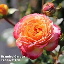 Rose 'Meteor' (Floribunda Rose) -Garden Central Sales Store ROSE METEOR S51097