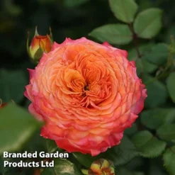 Rose 'Meteor' (Floribunda Rose)