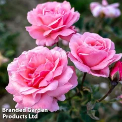 Rose 'Queen Elizabeth' (Floribunda Rose)
