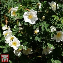 Rose Rugosa 'Alba' (Species Shrub Rose)