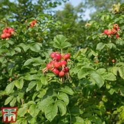 Rose Rugosa 'Rubra' (Species Shrub Rose) -Garden Central Sales Store ROSE RUGOSARUB W34601 TM