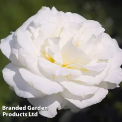 Rose 'Standard White'