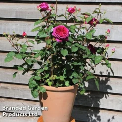 Rose 'Home Florist 'Timeless Pink' (Hybrid Tea Rose) -Garden Central Sales Store ROSE TIMELESSP S13165