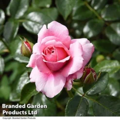 Rose 'Home Florist 'Timeless Pink' (Hybrid Tea Rose) -Garden Central Sales Store ROSE TIMELPINK T31642