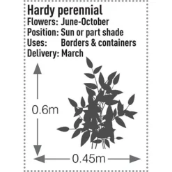 Rudbeckia Fulgida 'Early Bird Gold' -Garden Central Sales Store RUDB T57550 B h