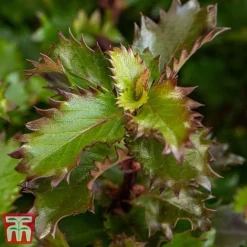 Ilex 'Little Rascal' -Garden Central Sales Store Rascal