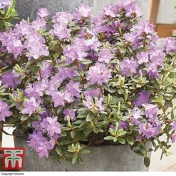 Rhododendron 'Summer Blues Collection' -Garden Central Sales Store Rhododendron Summer Blues Ramapo