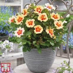 Rose 'Eyes Collection' -Garden Central Sales Store Rose coll31