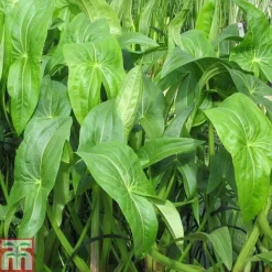 Sagittaria Latifolia (Marginal Aquatic)