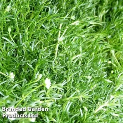 Sagina Subulata -Garden Central Sales Store SAGI SUBULATA S45003