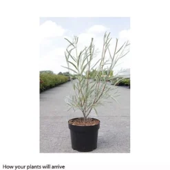 Salix Exigua -Garden Central Sales Store SALI T66445 A h