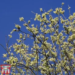 Pussy Willow (Hedging) -Garden Central Sales Store SALI T70372 A