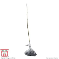 Pussy Willow (Hedging) -Garden Central Sales Store SALI T70372 D
