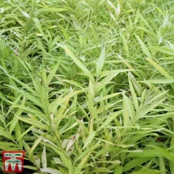 Salix Udensis 'Golden Sunshine'