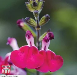 Salvia Lips Collection -Garden Central Sales Store SALV KB3098 C