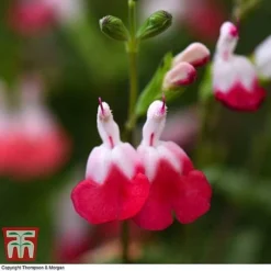 Salvia Lips Collection -Garden Central Sales Store SALV KB3098 D