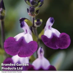Salvia Lips Duo Collection -Garden Central Sales Store SALV AMETHLIPS T08825