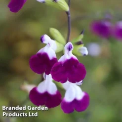 Salvia Lips Duo Collection -Garden Central Sales Store SALV AMETHYSTL S14577