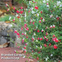 Salvia Lips Duo Collection -Garden Central Sales Store SALV HOTLIPS L09234