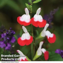 Salvia Lips Duo Collection -Garden Central Sales Store SALV HOTLIPS T08816