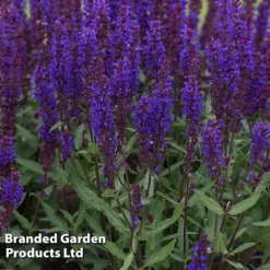 Best Value Perennial Collection -Garden Central Sales Store SALV SALVABLUE S36475202