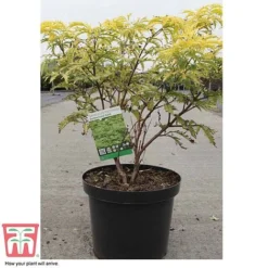Sambucus Racemosa 'Sutherland Gold' -Garden Central Sales Store SAMB T58160 C