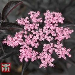 Sambucus Nigra F. Porphyrophylla 'Black Beauty' -Garden Central Sales Store SAMB T62079 A